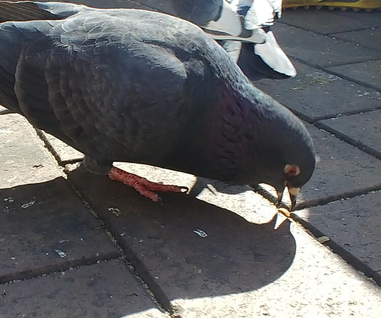 Pigeon jumpscare